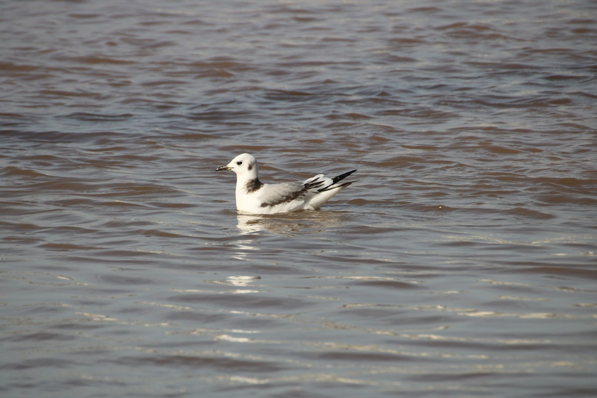 Black-legged Kittiwake - ML631311255