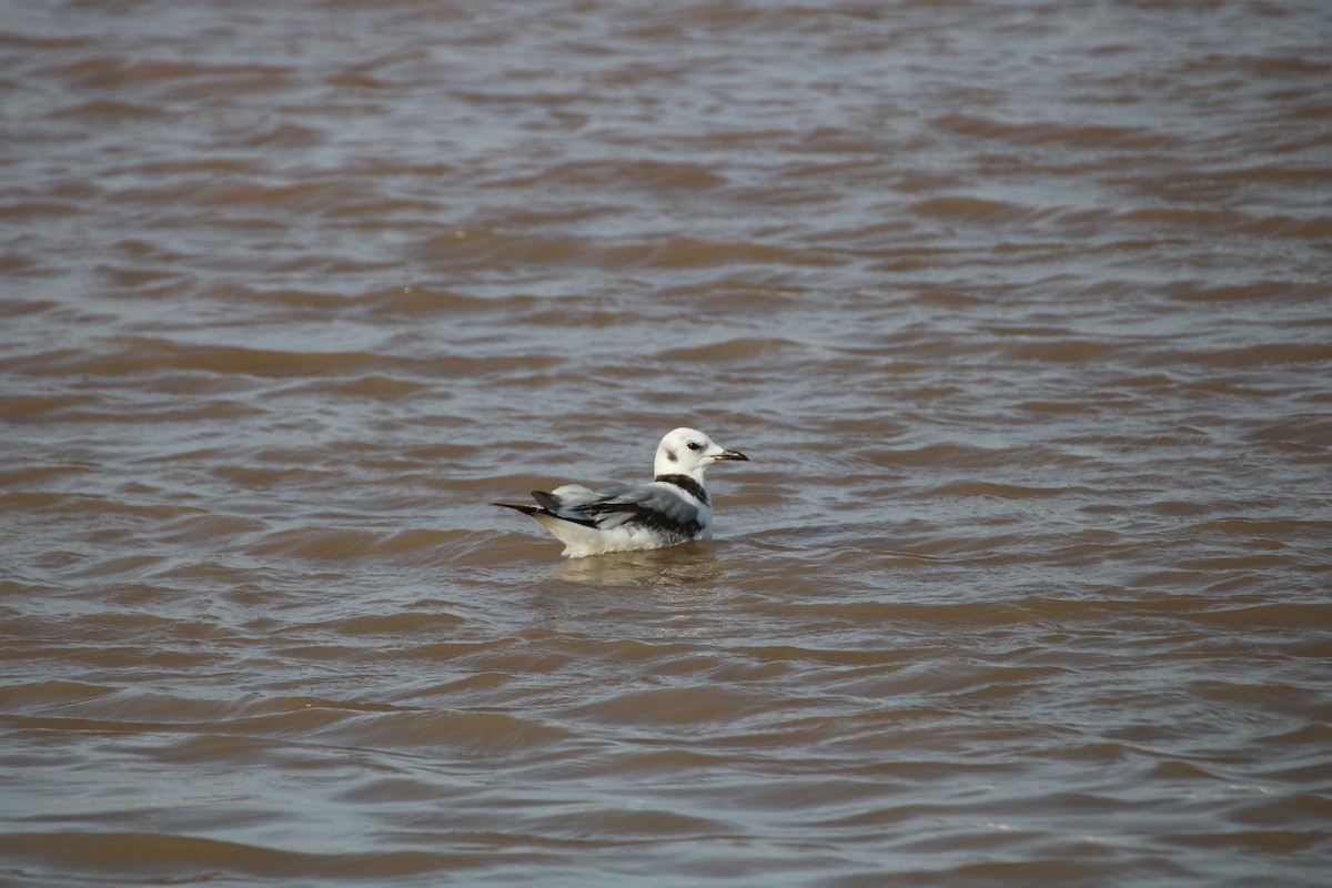 Black-legged Kittiwake - ML631311296