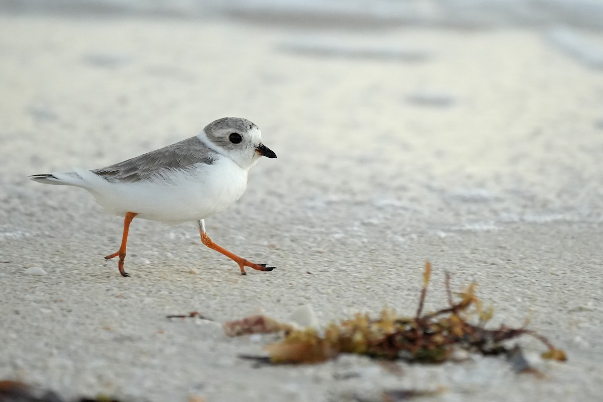 Piping Plover - ML631311310