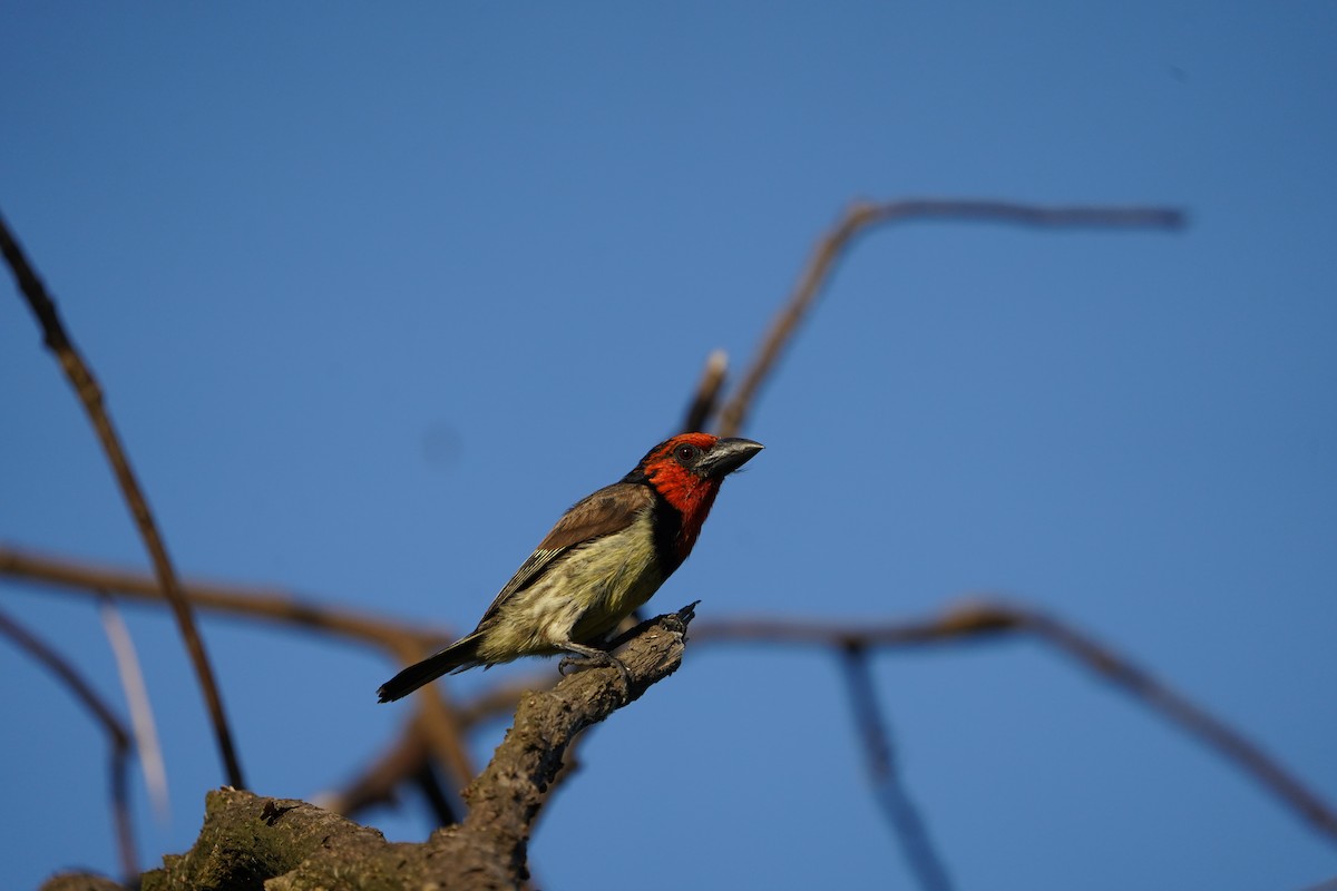 Black-collared Barbet - ML631311355