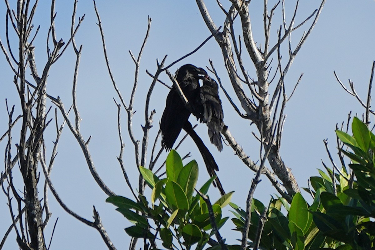 Smooth-billed Ani - ML631311416