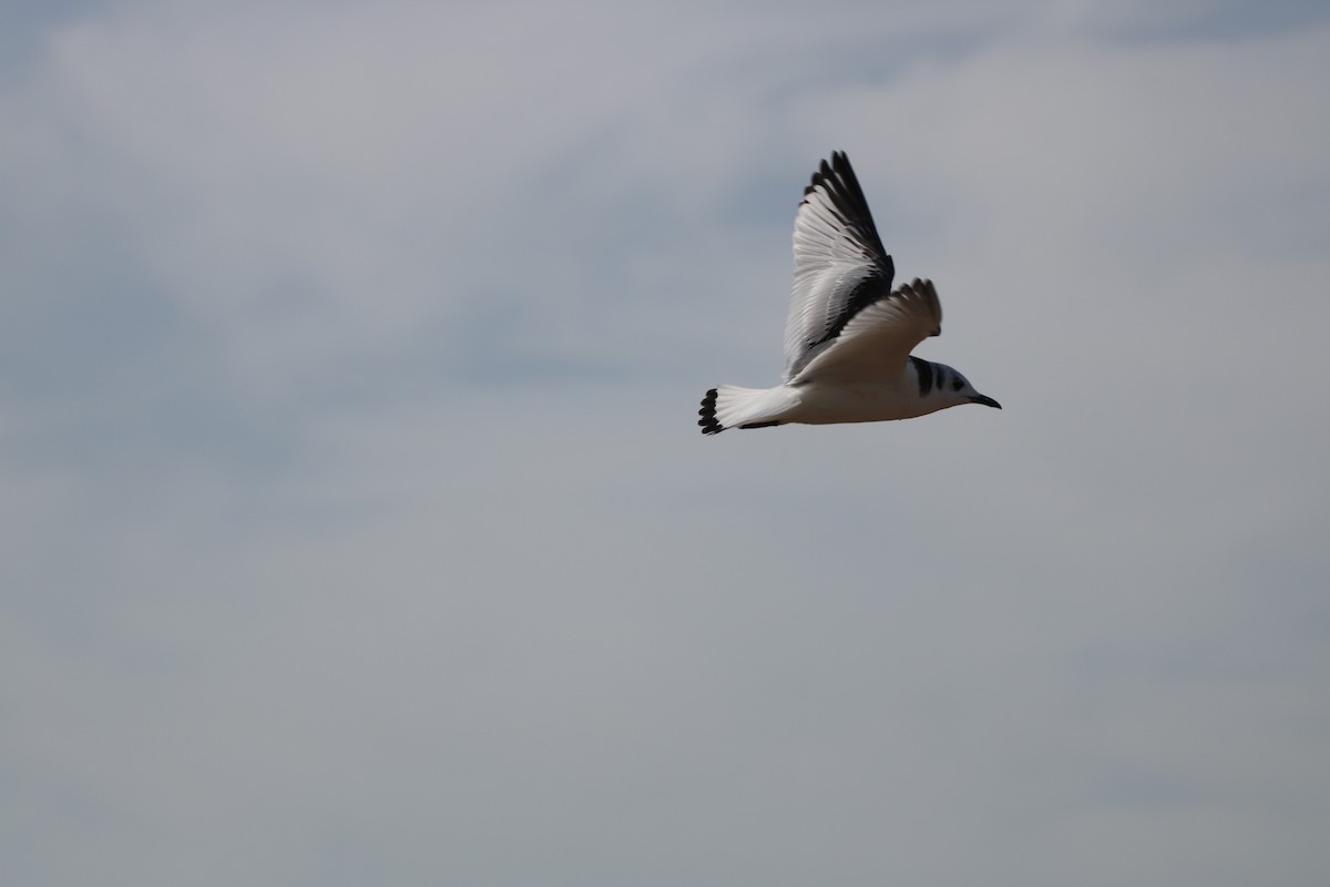 Black-legged Kittiwake - ML631311420