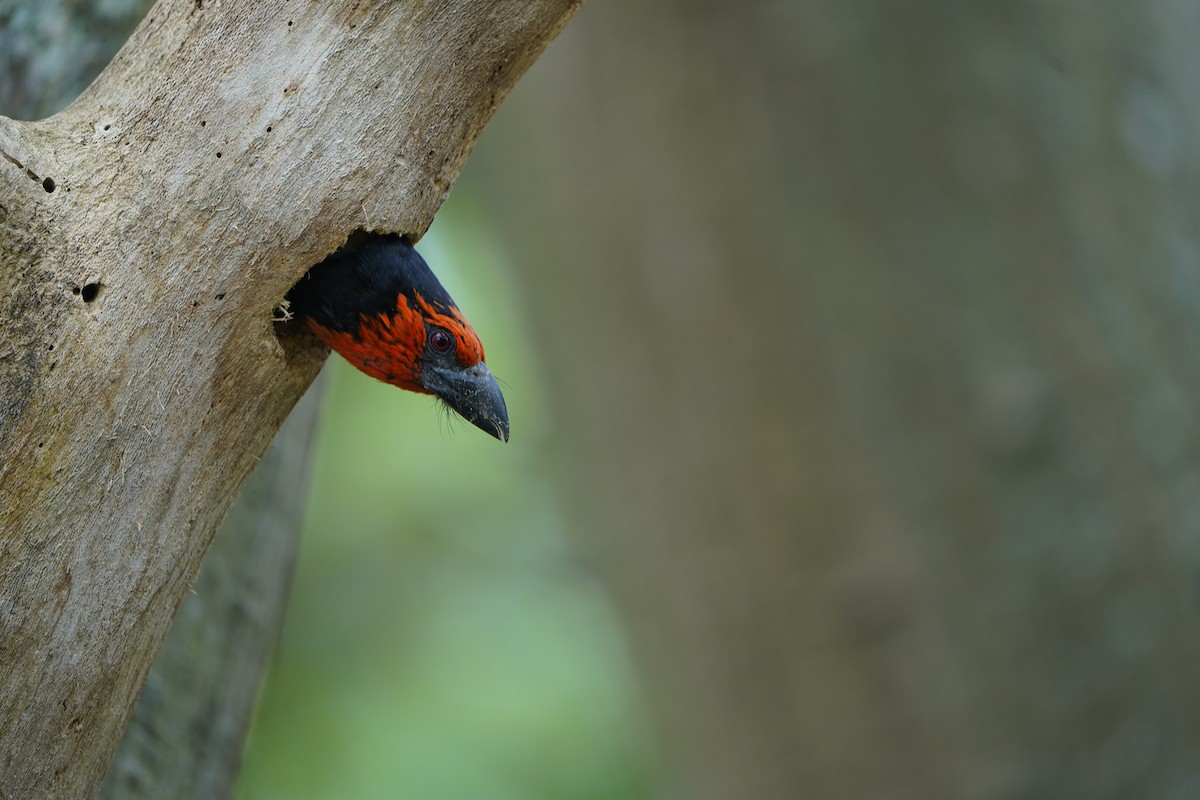 Black-collared Barbet - ML631311494