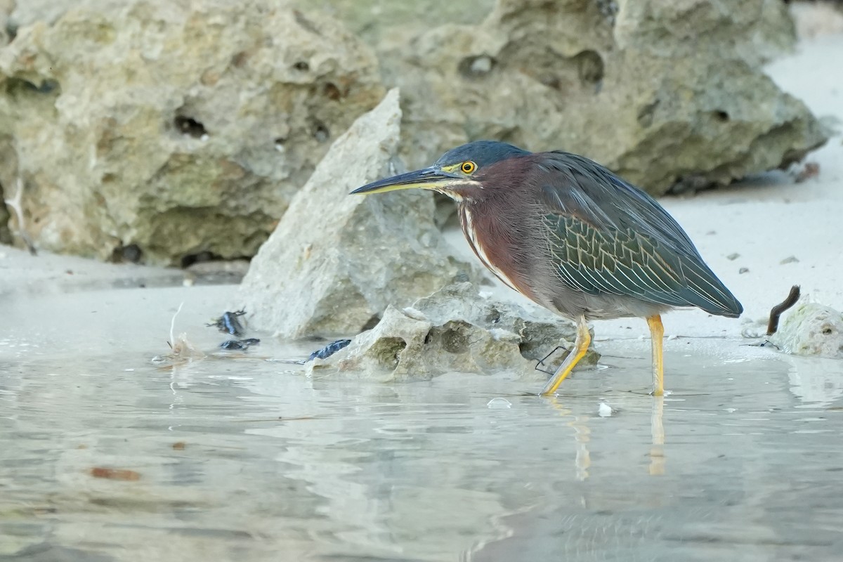 Green Heron - ML631311502