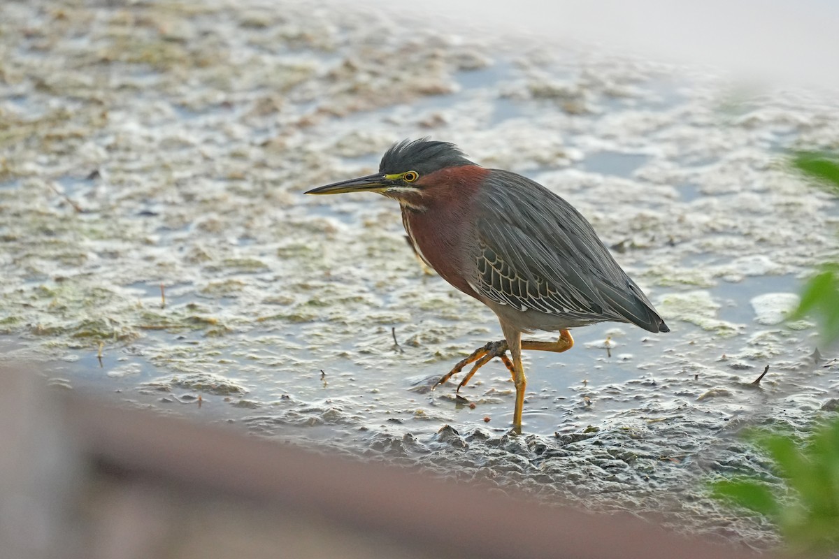 Green Heron - ML631311553