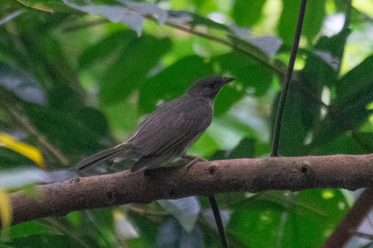 Malaysian Honeyguide - ML631311696