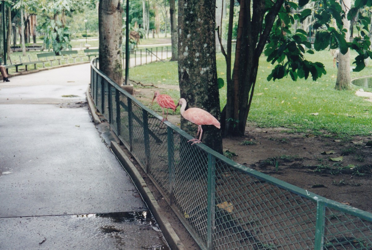 Scarlet Ibis - ML631311712