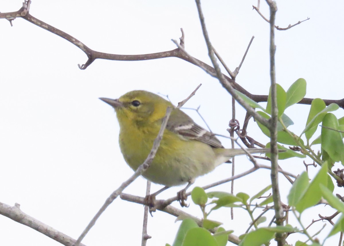 Pine Warbler - ML631311869
