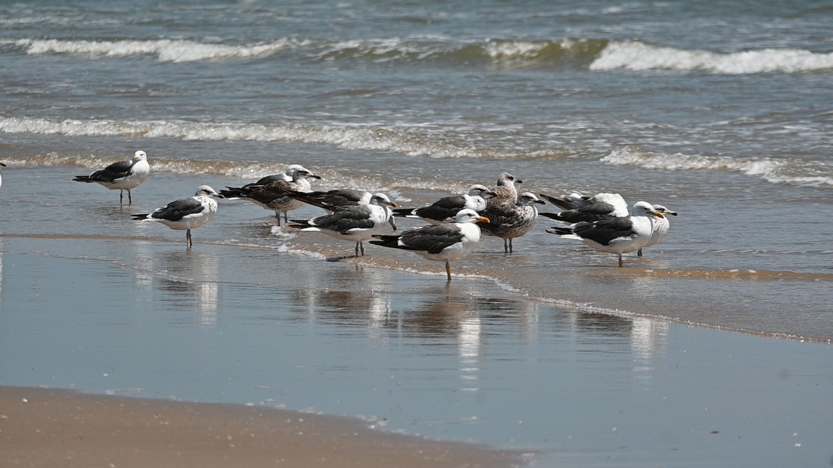 Lesser Black-backed Gull - ML631312015