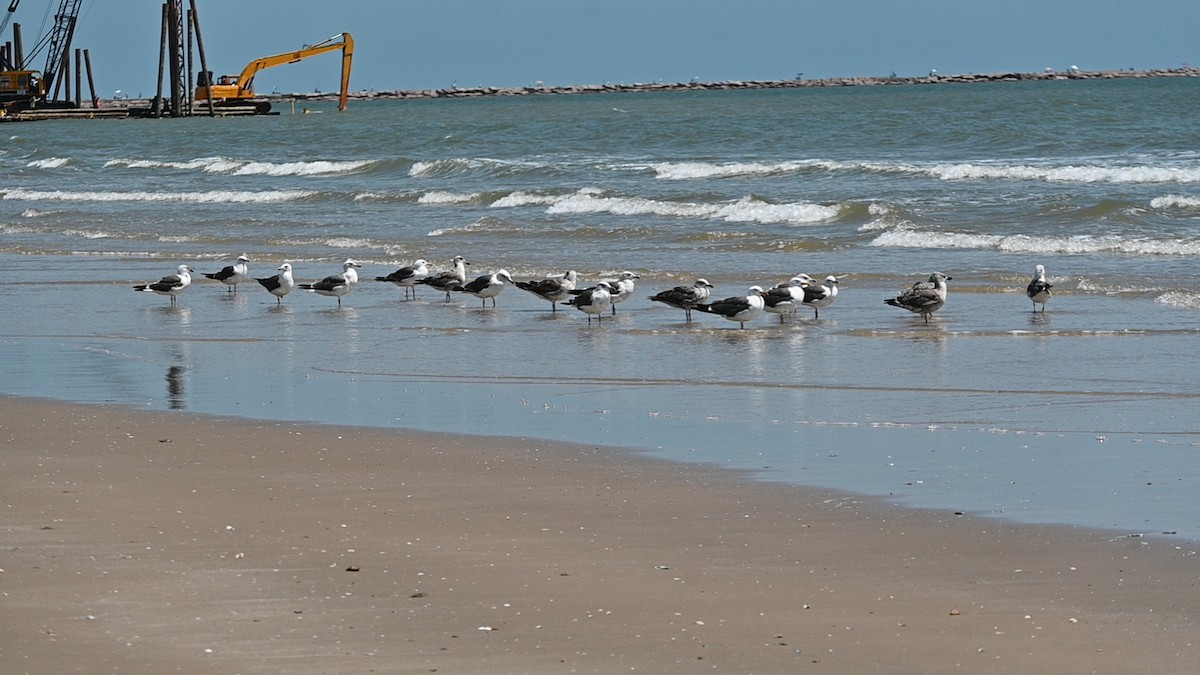 Lesser Black-backed Gull - ML631312016