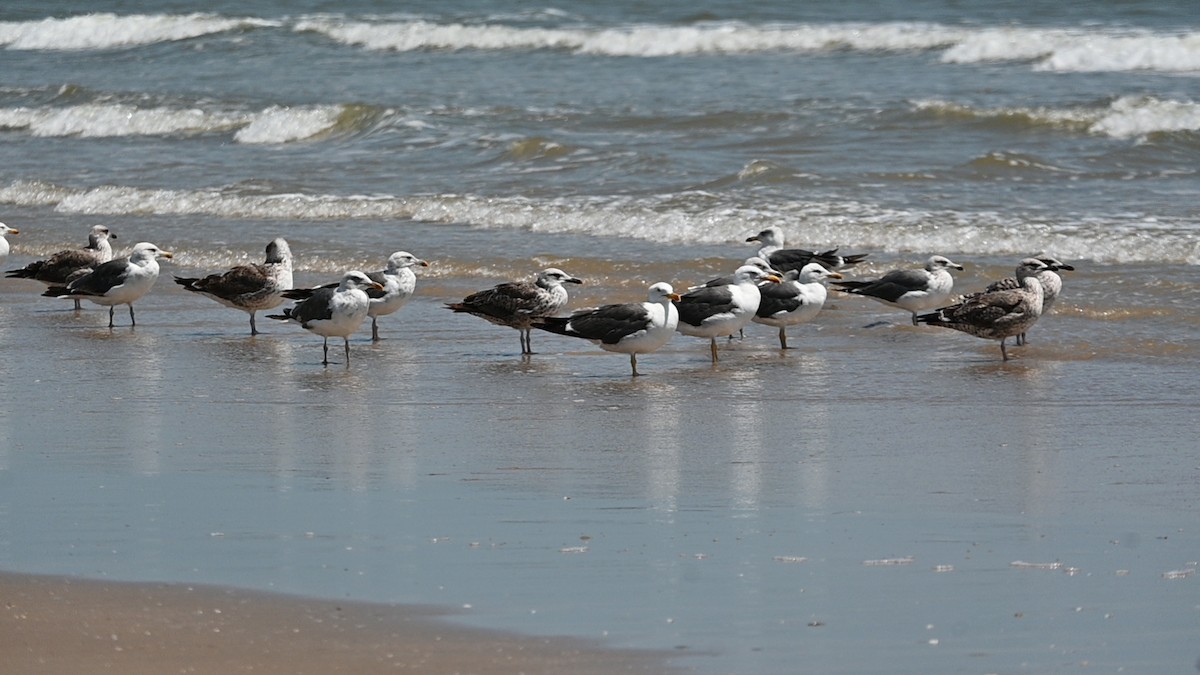 Lesser Black-backed Gull - ML631312017