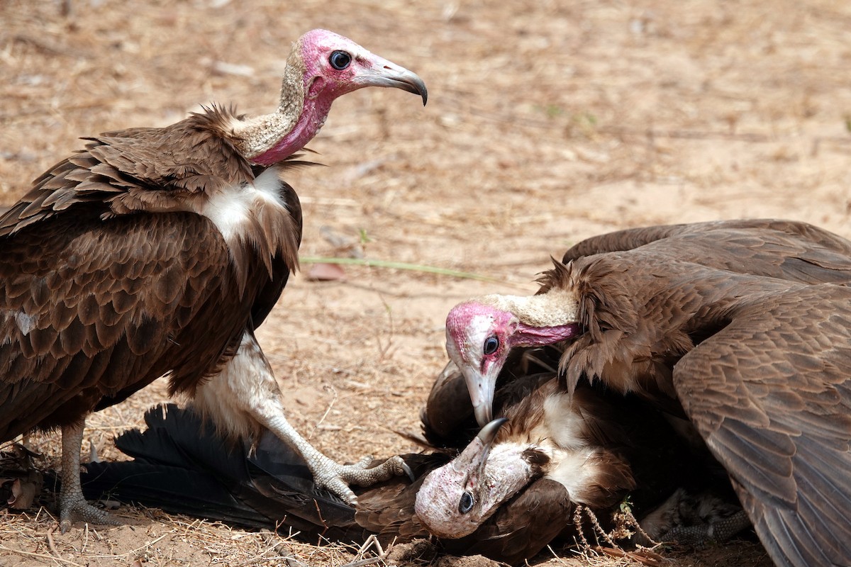 Hooded Vulture - Romuald Mikusek