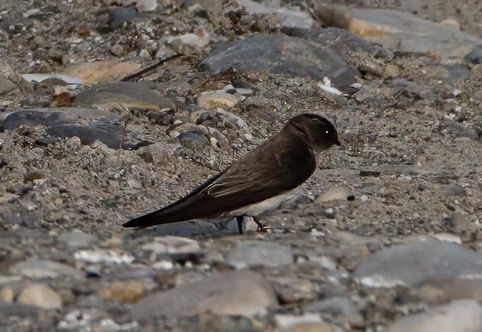 Gray-throated Martin - ML631312375