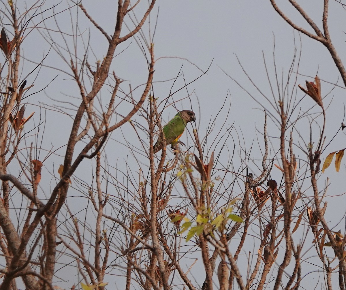 Senegal Parrot - ML631312539