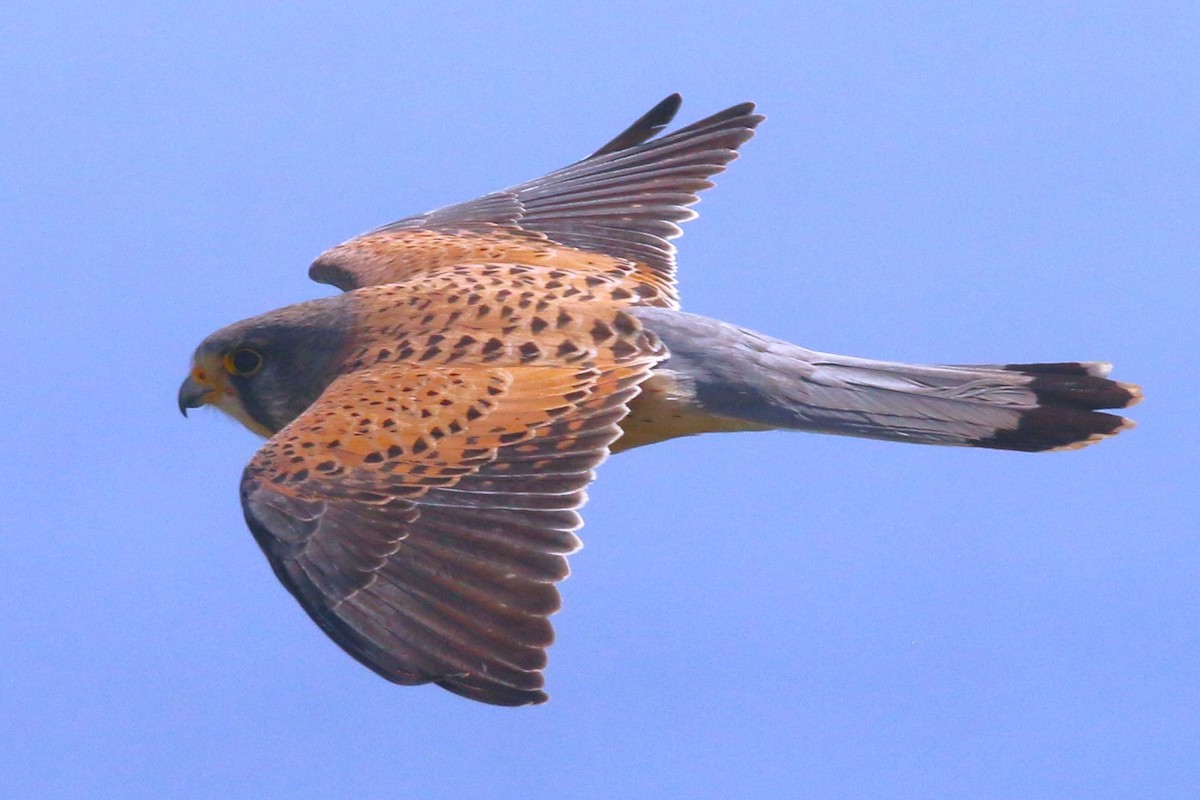Eurasian Kestrel - ML631313038