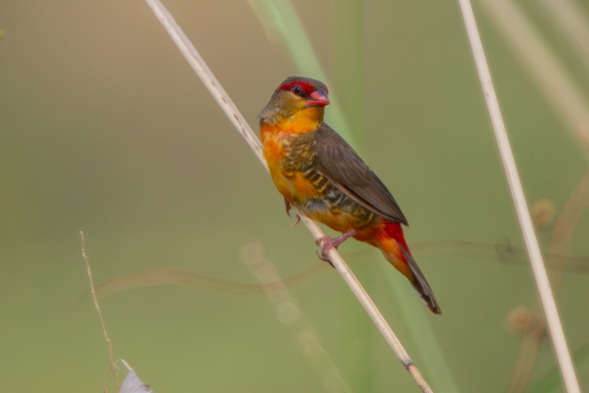 Zebra Waxbill - ML631313040