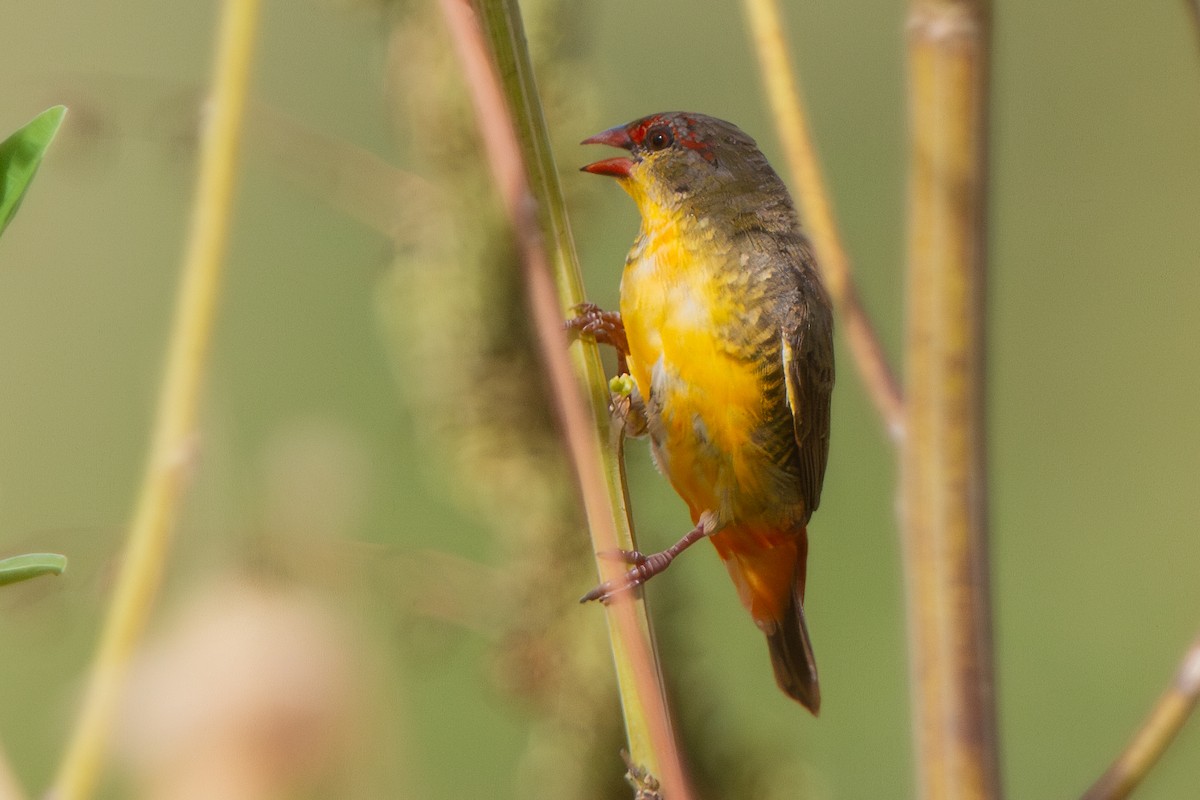Zebra Waxbill - ML631313041