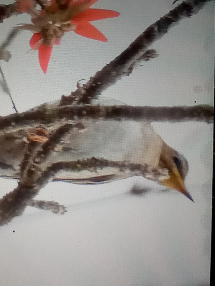 Gray-sided Thrush - ML631313219