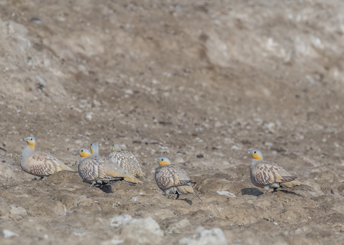 Spotted Sandgrouse - ML631313244