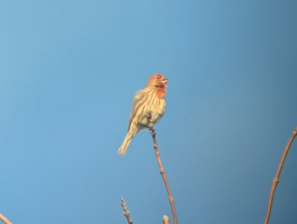 House Finch - ML631313252