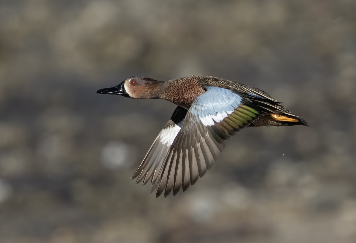 čírka modrokřídlá x skořicová (hybrid) - ML631313301