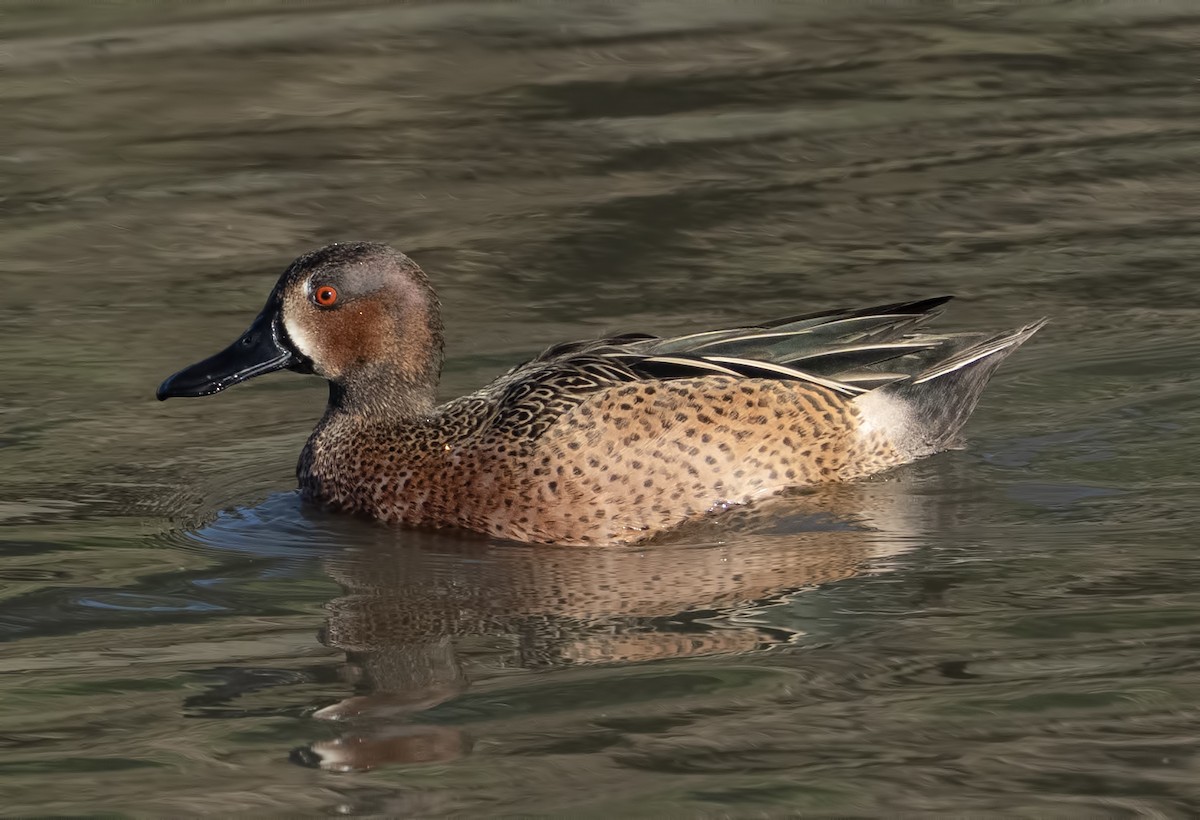 čírka modrokřídlá x skořicová (hybrid) - ML631313306