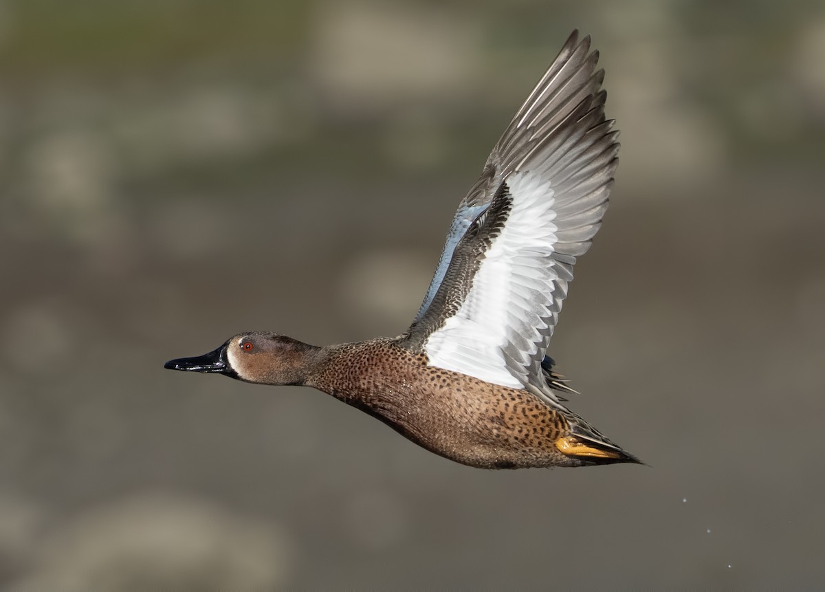 čírka modrokřídlá x skořicová (hybrid) - ML631313309