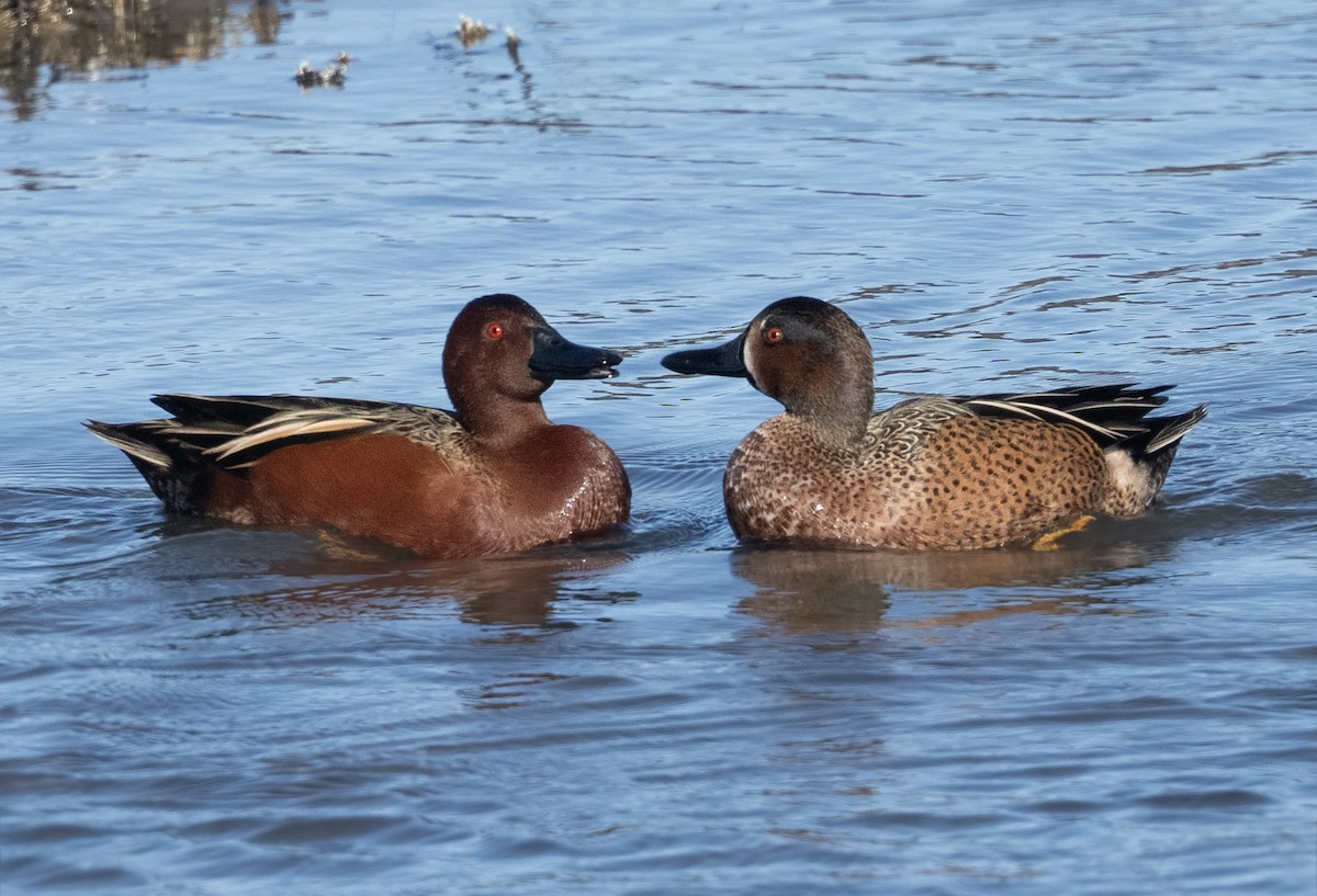 čírka modrokřídlá x skořicová (hybrid) - ML631313311