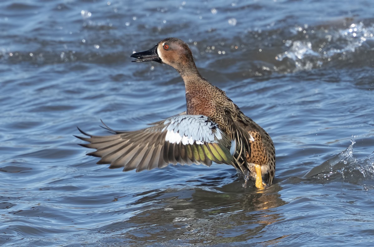 čírka modrokřídlá x skořicová (hybrid) - ML631313313