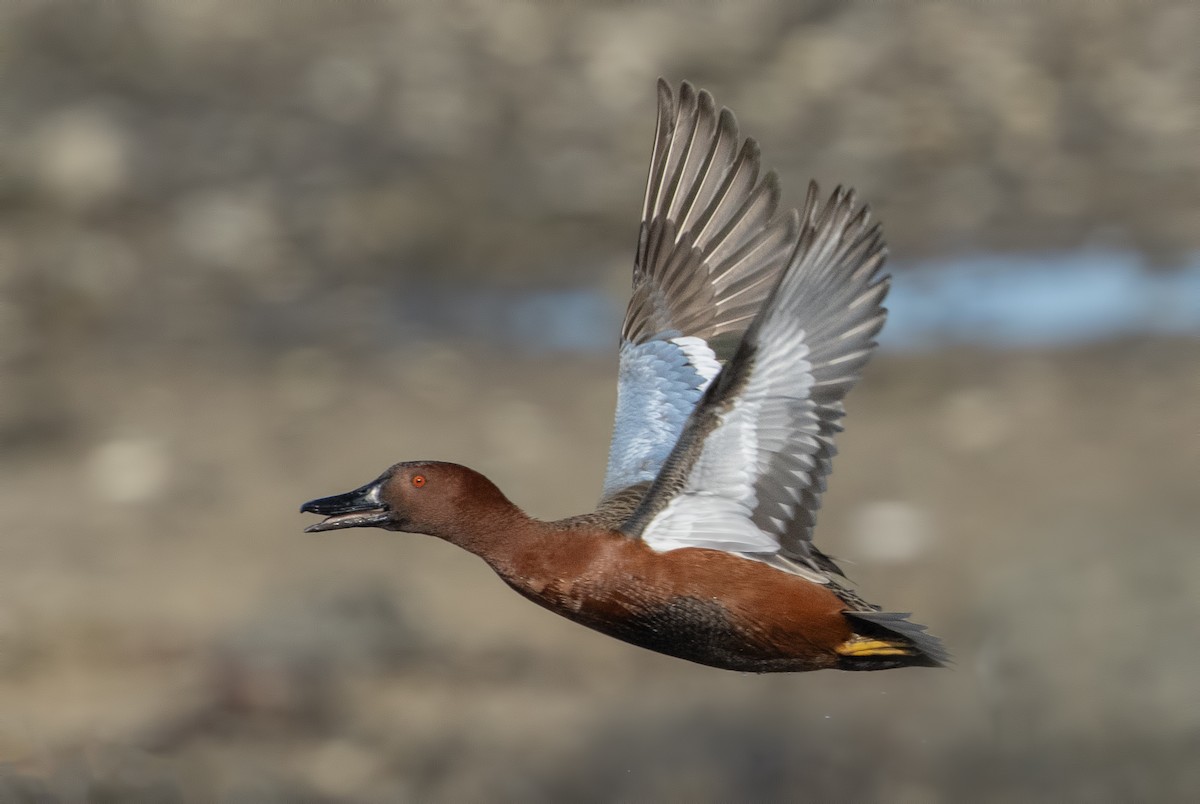 čírka skořicová - ML631313317