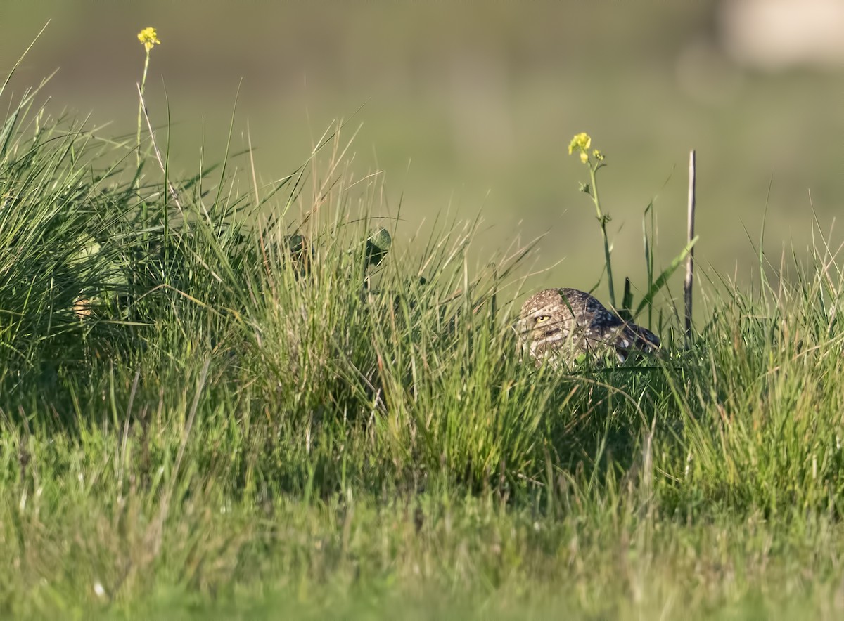 sýček králičí - ML631313327