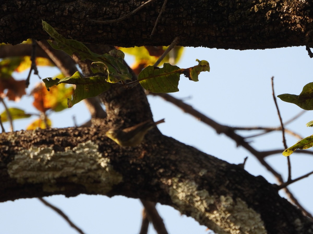 Greenish Warbler - ML631313513