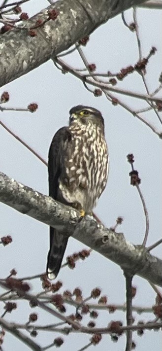 Merlin - ML631313621