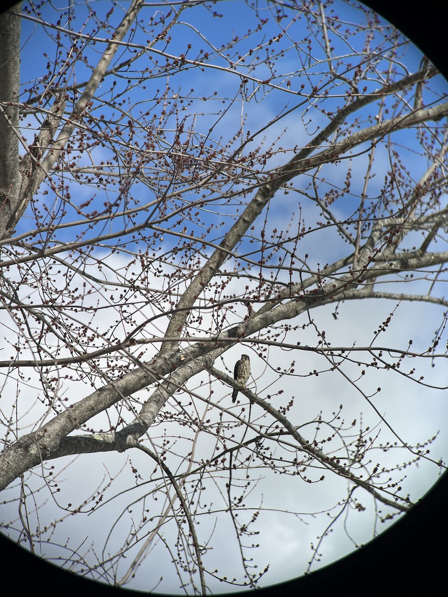 Merlin - ML631313656