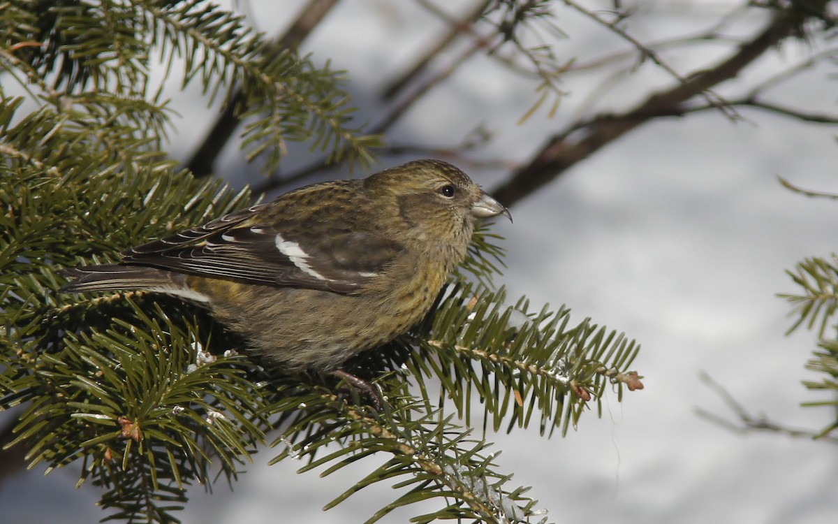 Тольт солбин хошуут - ML631313668