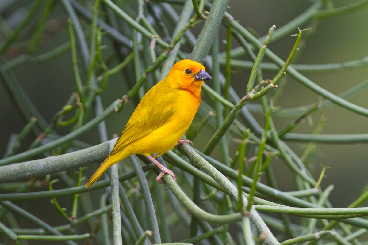 Golden Palm Weaver - ML631313689