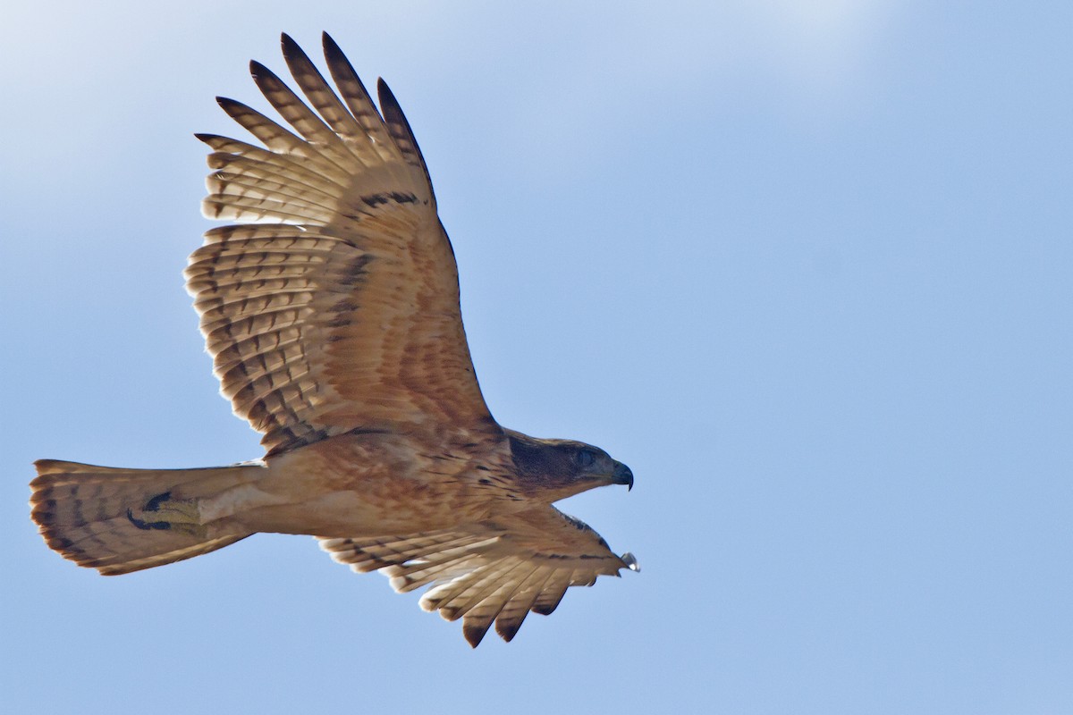 African Hawk-Eagle - ML631313867