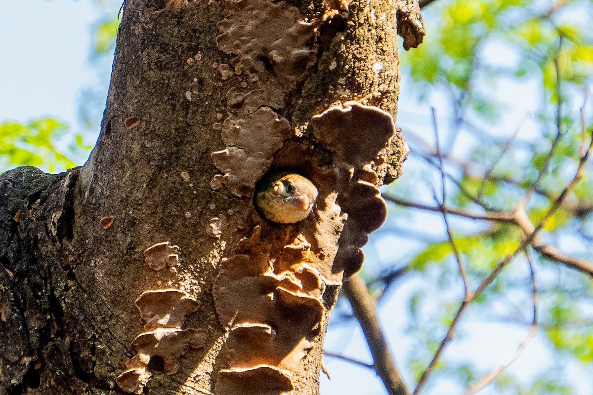 Белоухий бородастик - ML631313925