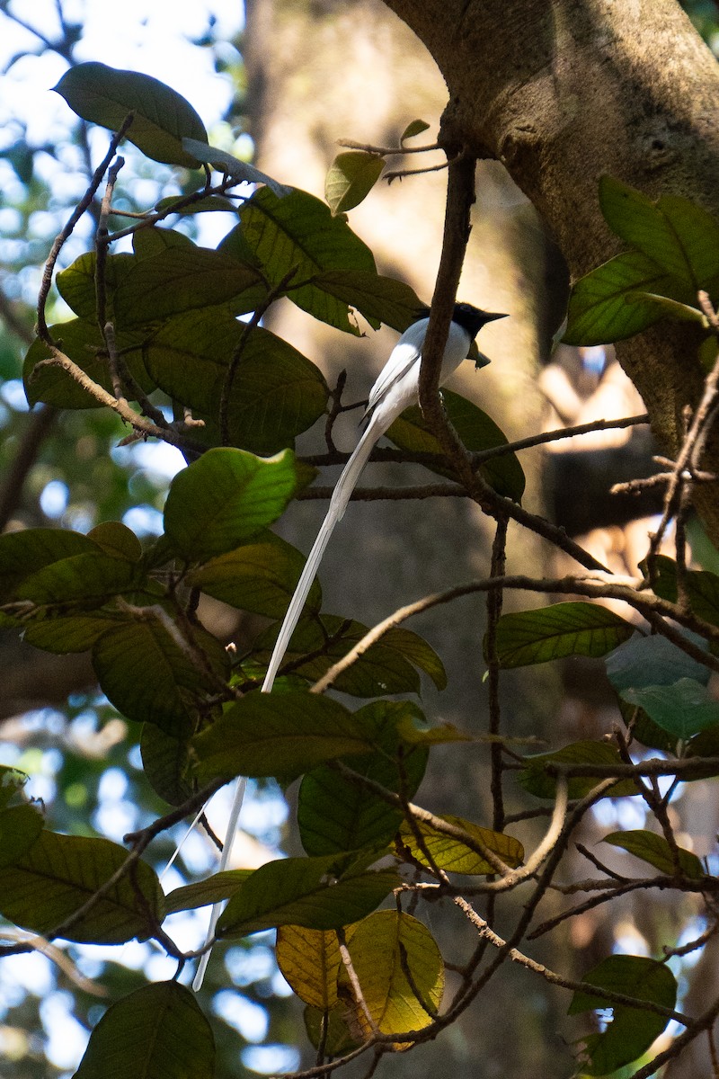 Райская мухоловка - ML631313943