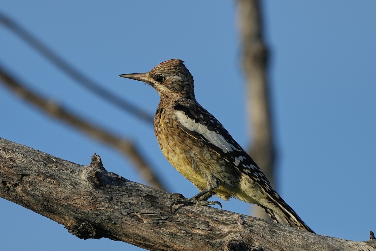 Yellow-bellied Sapsucker - ML631314001