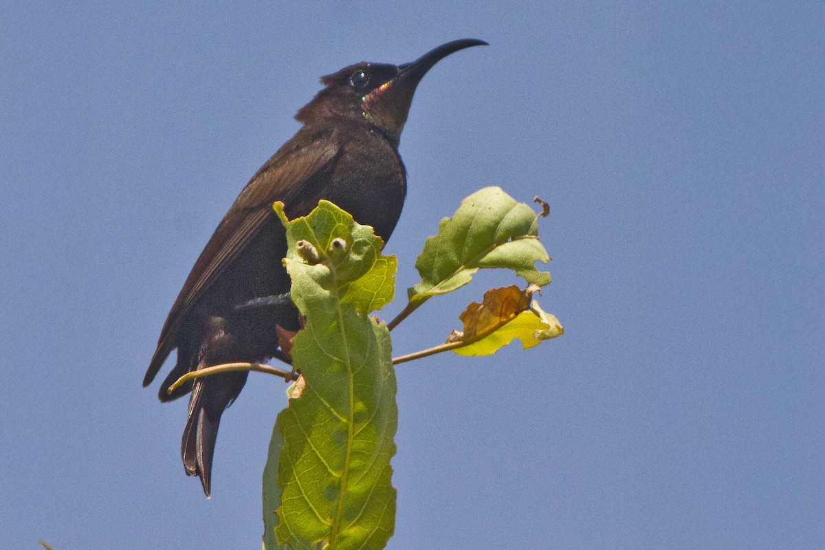 Amethyst Sunbird - ML631314003