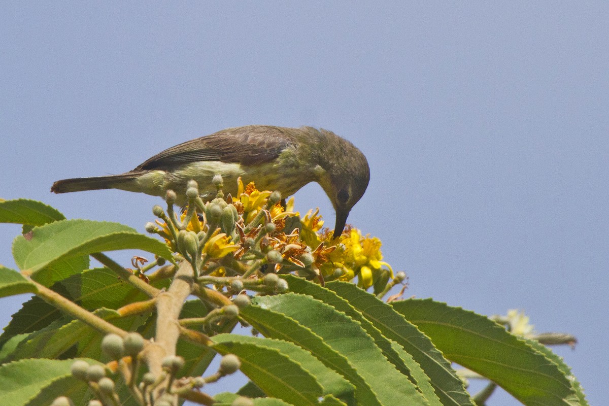 Amethyst Sunbird - ML631314004