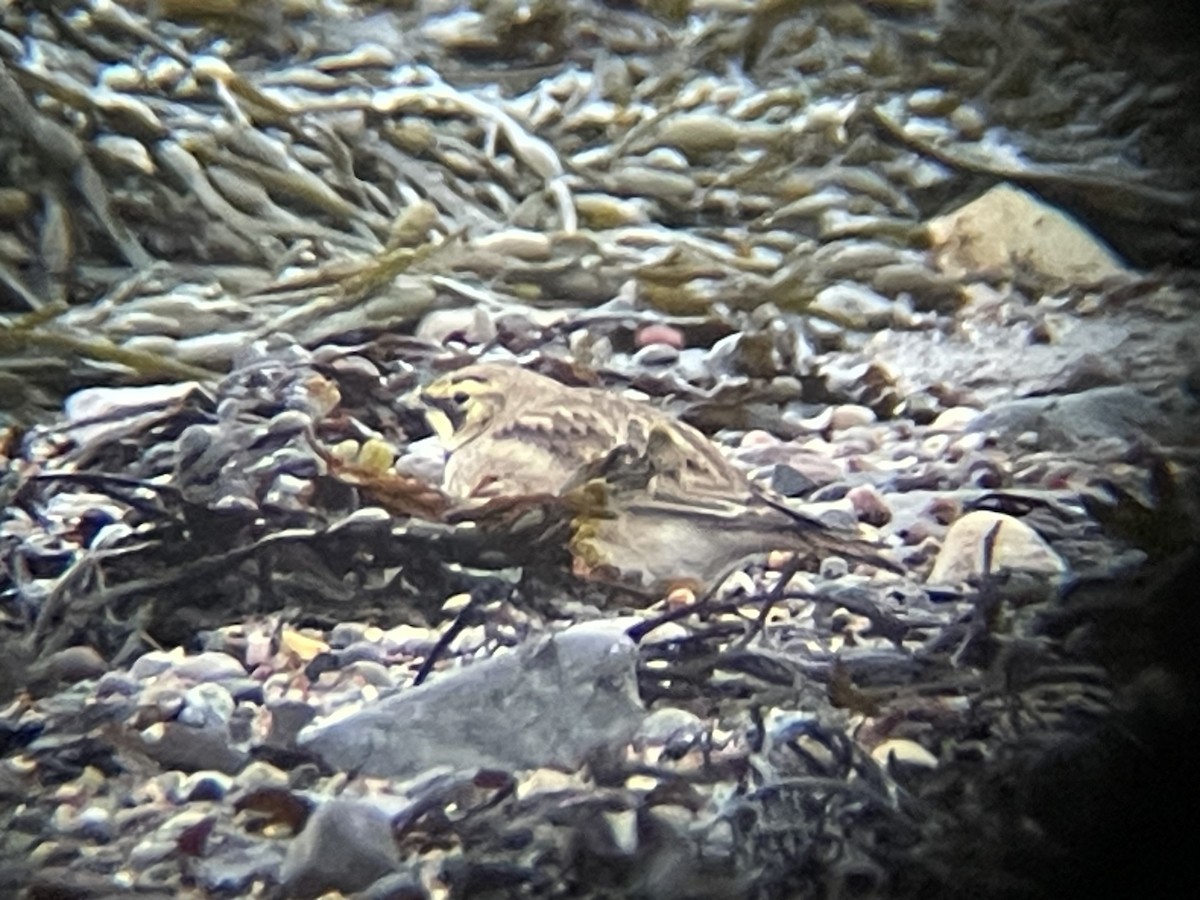 Horned Lark - ML631314070