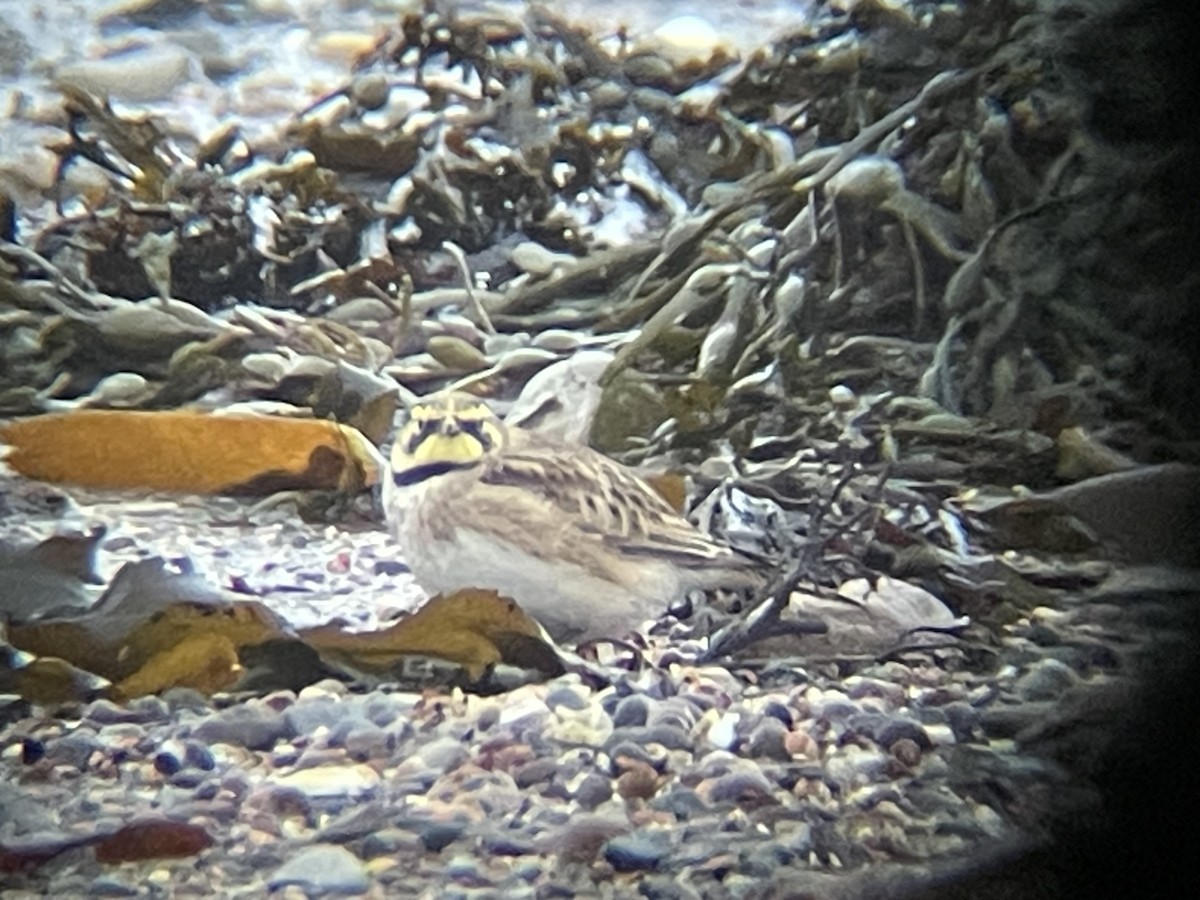 Horned Lark - ML631314071