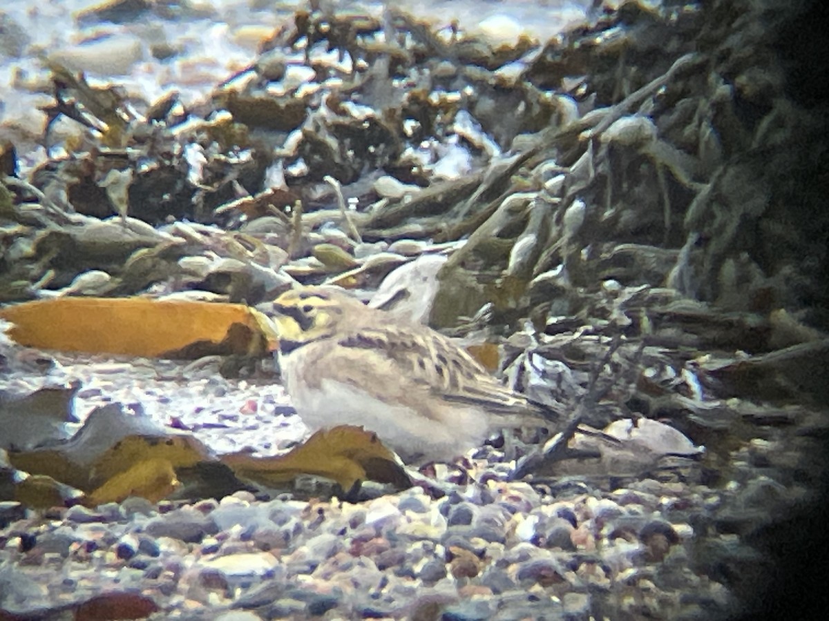 Horned Lark - ML631314072