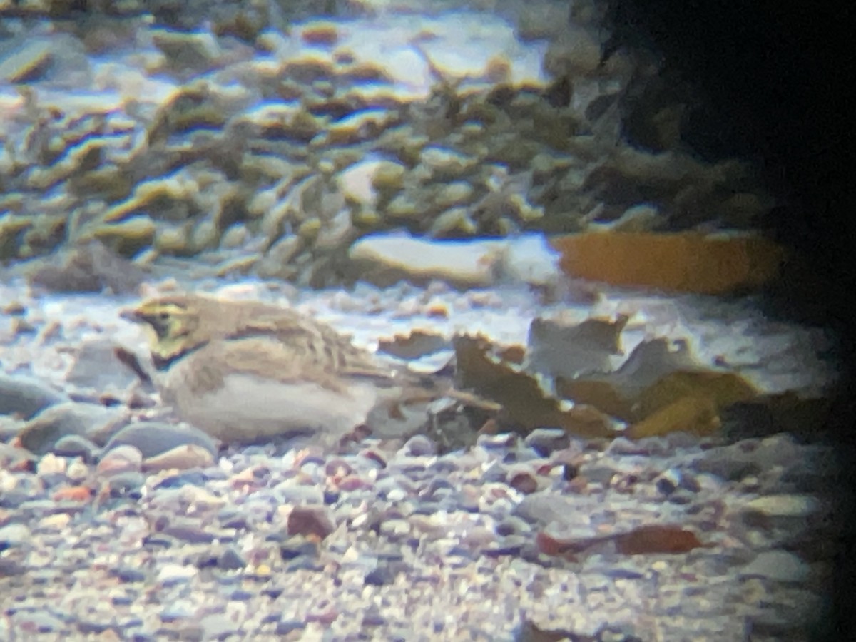 Horned Lark - ML631314073