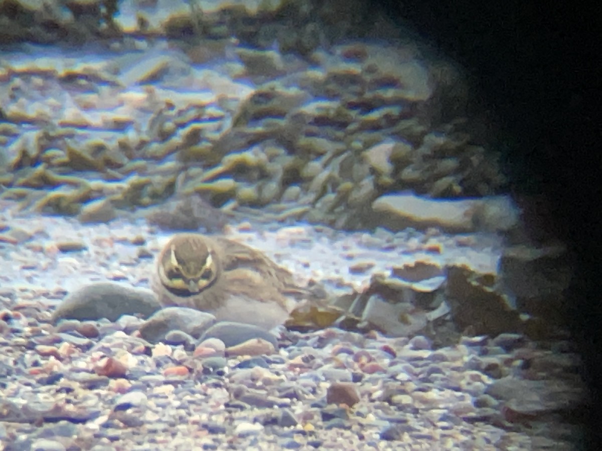 Horned Lark - ML631314074