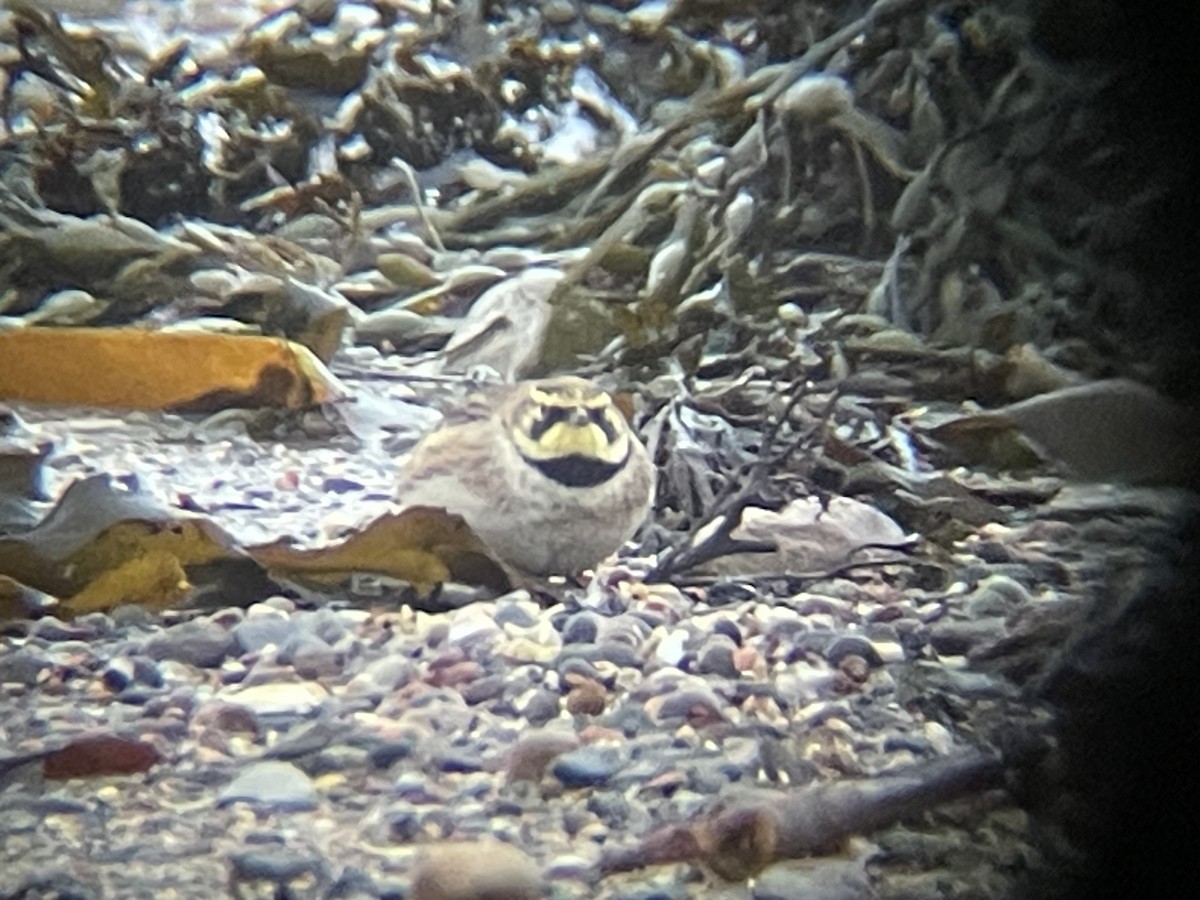 Horned Lark - ML631314075
