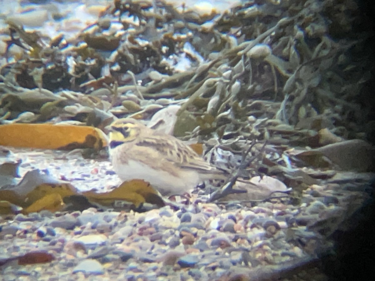 Horned Lark - ML631314077