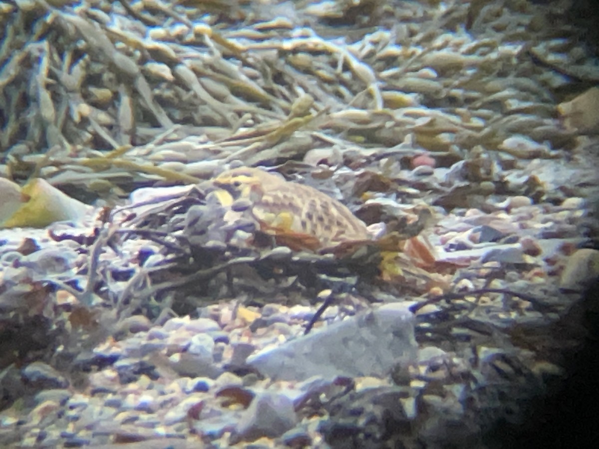 Horned Lark - ML631314078